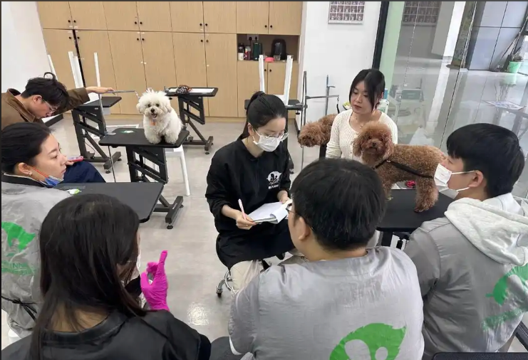 黄山市宠物美容宠物美容培训学校 - 排名